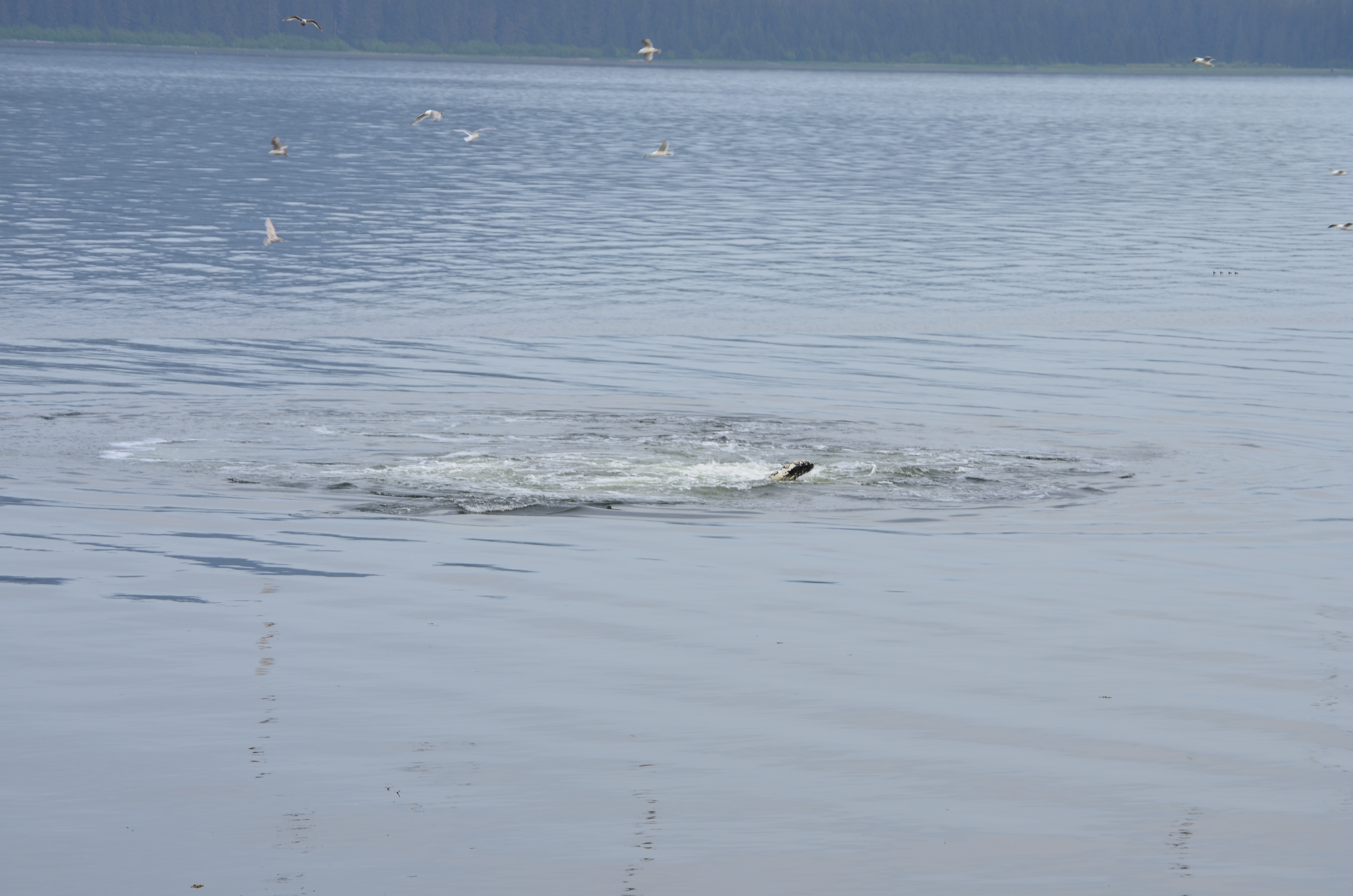 ./2017/08 - Alaska Cruise/10 - Icy Strait Point/DSC_0182.JPG